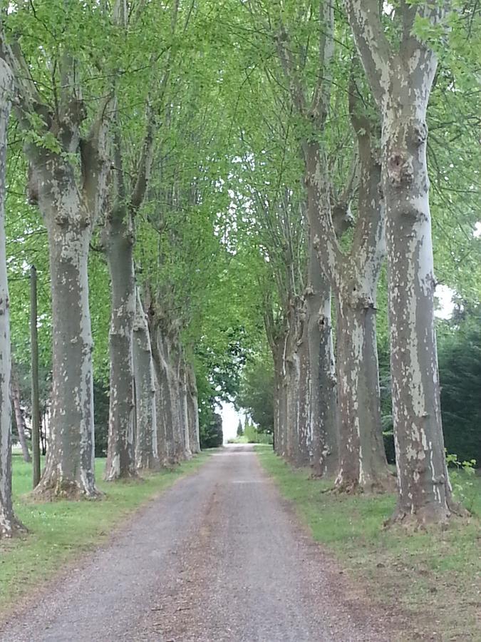 Orangerie Du Chateau Marith - Domaine Avec Piscine Clairac エクステリア 写真